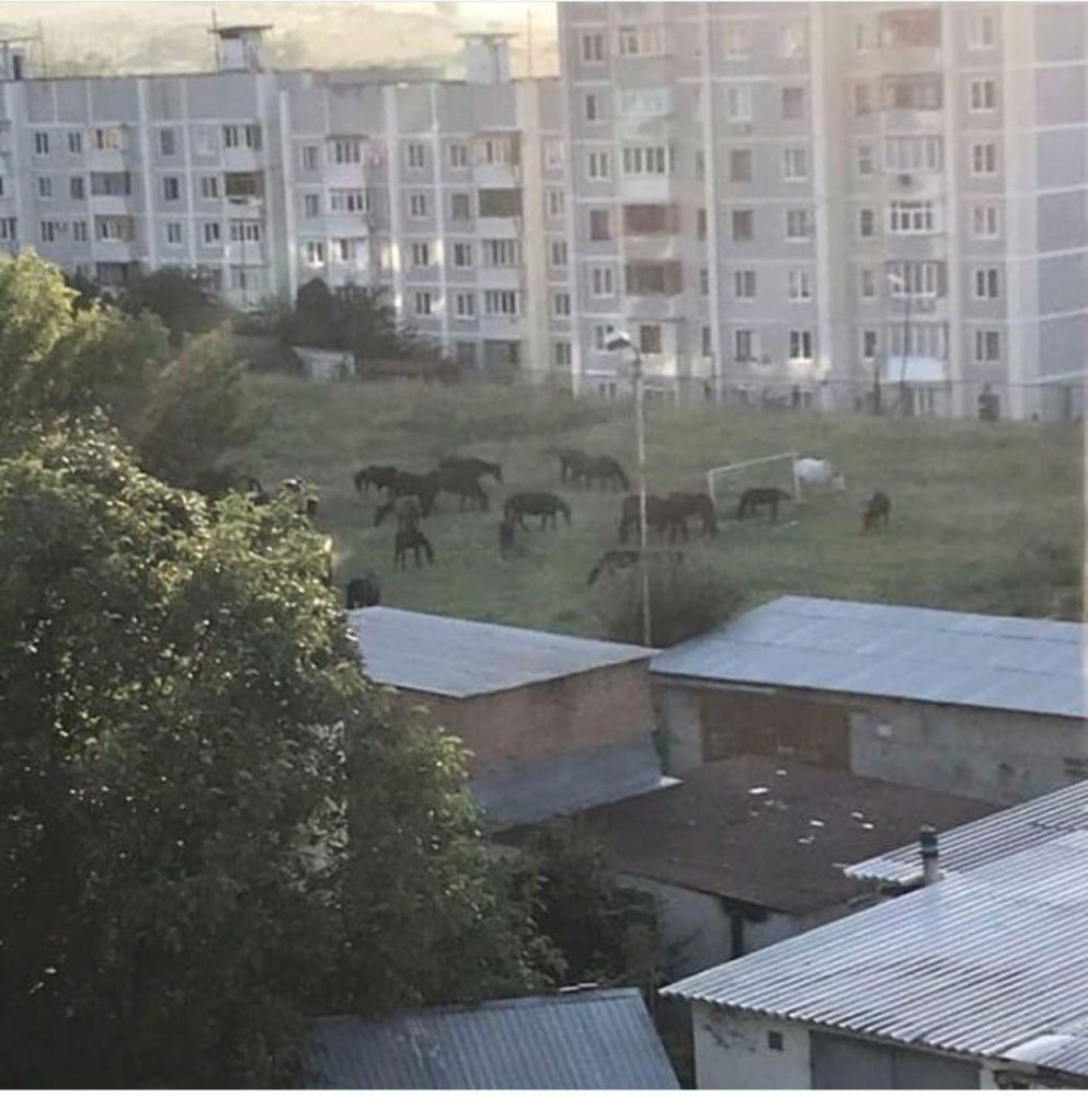 В Кисловодске по дворам проскакал табун лошадей В Кисловодске по дворам проскакал табун лошадей