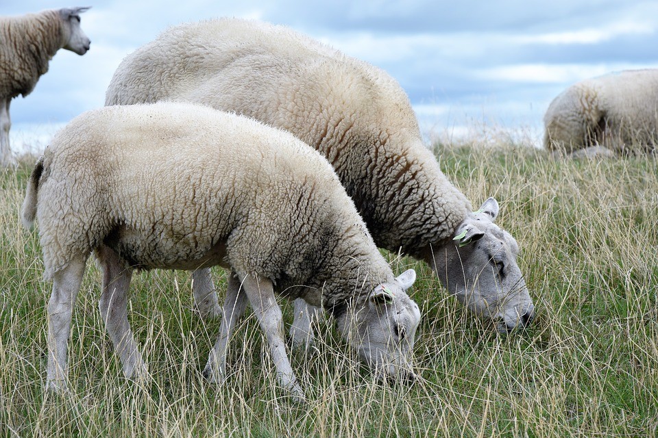 Сколково совместно со ставропольскими учеными улучшают генетику российских пород овец Сколково совместно со ставропольскими учеными улучшают генетику российских пород овец